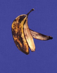 The Real Reason Bananas Split Open By Themselves – Garden Betty